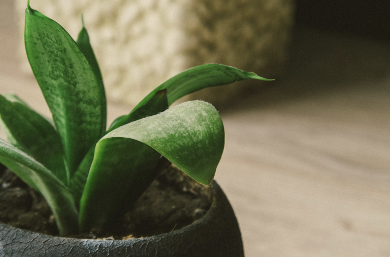 How to Care for Your Plants Without a Green Thumb